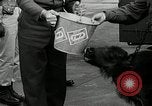 Image of buffalo calf joins 510th Tank Battalion as mascot Germany, 1954, second 10 stock footage video 65675069473