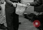 Image of buffalo calf joins 510th Tank Battalion as mascot Germany, 1954, second 11 stock footage video 65675069473