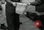 Image of buffalo calf joins 510th Tank Battalion as mascot Germany, 1954, second 12 stock footage video 65675069473