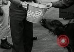 Image of buffalo calf joins 510th Tank Battalion as mascot Germany, 1954, second 13 stock footage video 65675069473
