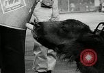 Image of buffalo calf joins 510th Tank Battalion as mascot Germany, 1954, second 15 stock footage video 65675069473