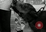 Image of buffalo calf joins 510th Tank Battalion as mascot Germany, 1954, second 16 stock footage video 65675069473