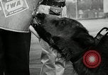 Image of buffalo calf joins 510th Tank Battalion as mascot Germany, 1954, second 17 stock footage video 65675069473