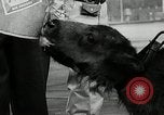 Image of buffalo calf joins 510th Tank Battalion as mascot Germany, 1954, second 18 stock footage video 65675069473