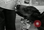 Image of buffalo calf joins 510th Tank Battalion as mascot Germany, 1954, second 19 stock footage video 65675069473