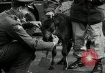 Image of buffalo calf joins 510th Tank Battalion as mascot Germany, 1954, second 20 stock footage video 65675069473