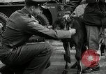 Image of buffalo calf joins 510th Tank Battalion as mascot Germany, 1954, second 21 stock footage video 65675069473