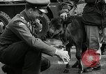 Image of buffalo calf joins 510th Tank Battalion as mascot Germany, 1954, second 22 stock footage video 65675069473