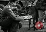 Image of buffalo calf joins 510th Tank Battalion as mascot Germany, 1954, second 23 stock footage video 65675069473