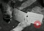 Image of buffalo calf joins 510th Tank Battalion as mascot Germany, 1954, second 26 stock footage video 65675069473