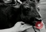 Image of buffalo calf joins 510th Tank Battalion as mascot Germany, 1954, second 30 stock footage video 65675069473