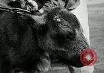 Image of buffalo calf joins 510th Tank Battalion as mascot Germany, 1954, second 31 stock footage video 65675069473