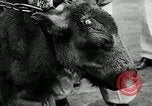 Image of buffalo calf joins 510th Tank Battalion as mascot Germany, 1954, second 32 stock footage video 65675069473