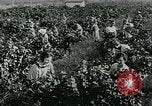 Standbild United States Frauen Ernte Weintrauben Florin California USA, 1918, aus Sekunde 21 historischem Filmmaterial Videoclip 65675069480