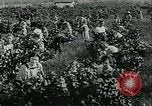 Standbild United States Frauen Ernte Weintrauben Florin California USA, 1918, aus Sekunde 22 historischem Filmmaterial Videoclip 65675069480