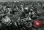 Standbild United States Frauen Ernte Weintrauben Florin California USA, 1918, aus Sekunde 23 historischem Filmmaterial Videoclip 65675069480