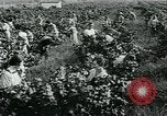 Standbild United States Frauen Ernte Weintrauben Florin California USA, 1918, aus Sekunde 24 historischem Filmmaterial Videoclip 65675069480