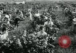 Standbild United States Frauen Ernte Weintrauben Florin California USA, 1918, aus Sekunde 25 historischem Filmmaterial Videoclip 65675069480