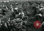 Standbild United States Frauen Ernte Weintrauben Florin California USA, 1918, aus Sekunde 27 historischem Filmmaterial Videoclip 65675069480