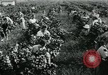 Standbild United States Frauen Ernte Weintrauben Florin California USA, 1918, aus Sekunde 28 historischem Filmmaterial Videoclip 65675069480