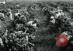 Standbild United States Frauen Ernte Weintrauben Florin California USA, 1918, aus Sekunde 29 historischem Filmmaterial Videoclip 65675069480