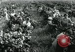 Standbild United States Frauen Ernte Weintrauben Florin California USA, 1918, aus Sekunde 30 historischem Filmmaterial Videoclip 65675069480