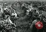 Standbild United States Frauen Ernte Weintrauben Florin California USA, 1918, aus Sekunde 31 historischem Filmmaterial Videoclip 65675069480