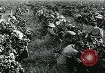 Standbild United States Frauen Ernte Weintrauben Florin California USA, 1918, aus Sekunde 33 historischem Filmmaterial Videoclip 65675069480