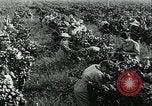 Standbild United States Frauen Ernte Weintrauben Florin California USA, 1918, aus Sekunde 34 historischem Filmmaterial Videoclip 65675069480