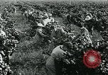 Standbild United States Frauen Ernte Weintrauben Florin California USA, 1918, aus Sekunde 35 historischem Filmmaterial Videoclip 65675069480