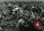 Standbild United States Frauen Ernte Weintrauben Florin California USA, 1918, aus Sekunde 36 historischem Filmmaterial Videoclip 65675069480