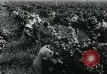 Standbild United States Frauen Ernte Weintrauben Florin California USA, 1918, aus Sekunde 37 historischem Filmmaterial Videoclip 65675069480