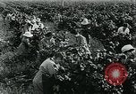 Standbild United States Frauen Ernte Weintrauben Florin California USA, 1918, aus Sekunde 38 historischem Filmmaterial Videoclip 65675069480