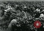 Standbild United States Frauen Ernte Weintrauben Florin California USA, 1918, aus Sekunde 39 historischem Filmmaterial Videoclip 65675069480
