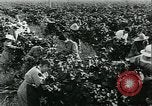 Standbild United States Frauen Ernte Weintrauben Florin California USA, 1918, aus Sekunde 40 historischem Filmmaterial Videoclip 65675069480