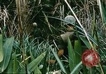 Image of a navy chaplain Vietnam, 1967, second 31 stock footage video 65675069512