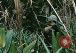 Image of a navy chaplain Vietnam, 1967, second 32 stock footage video 65675069512
