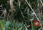Image of a navy chaplain Vietnam, 1967, second 33 stock footage video 65675069512