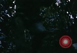 Immagine di Jungle combattere con le pistole di macchina Il Vietnam, 1967, secondo 9 filmato di repertorio 65675069514