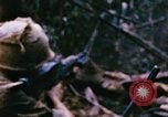 Immagine di Jungle combattere con le pistole di macchina Il Vietnam, 1967, secondo 23 filmato di repertorio 65675069514