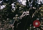 Immagine di Jungle combattere con le pistole di macchina Il Vietnam, 1967, secondo 53 filmato di repertorio 65675069514
