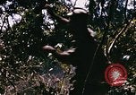 Immagine di Jungle combattere con le pistole di macchina Il Vietnam, 1967, secondo 54 filmato di repertorio 65675069514