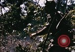 Immagine di Jungle combattere con le pistole di macchina Il Vietnam, 1967, secondo 55 filmato di repertorio 65675069514