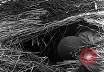 Immagine di STATI UNITI Fanteria vicino a Bitschhofen Germania WW2 Bitschhofen Germania, 1944, secondo 45 filmato di repertorio 65675069529