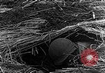 Immagine di STATI UNITI Fanteria vicino a Bitschhofen Germania WW2 Bitschhofen Germania, 1944, secondo 60 filmato di repertorio 65675069529