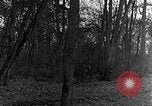 Image of US troops in woods Haguenau France, 1944, second 17 stock footage video 65675069534