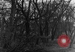 Image of US troops in woods Haguenau France, 1944, second 36 stock footage video 65675069534