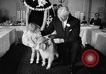 Standbild ein Collie Chicago Illinois USA, 1957, aus Sekunde 10 historischem Filmmaterial Videoclip 65675069546