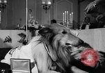 Standbild ein Collie Chicago Illinois USA, 1957, aus Sekunde 14 historischem Filmmaterial Videoclip 65675069546