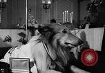 Standbild ein Collie Chicago Illinois USA, 1957, aus Sekunde 15 historischem Filmmaterial Videoclip 65675069546